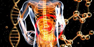 What Is The Main Function Of The Gut Microbiome?