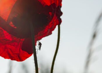 Malaria Drug May Combat Tick Infection