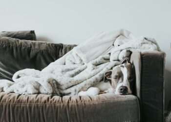 Discover The Key To Healthy Aging