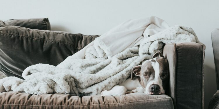 Discover The Key To Healthy Aging