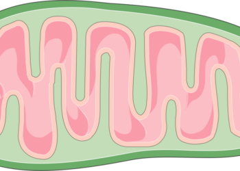 What Is The Primary Function Of Mitochondria In Cells?