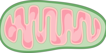 What Is The Primary Function Of Mitochondria In Cells?