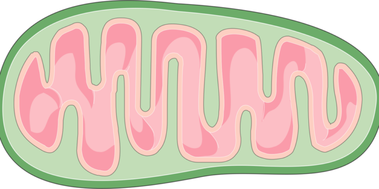 What Is The Primary Function Of Mitochondria In Cells?