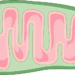 What Is The Primary Function Of Mitochondria In Cells?