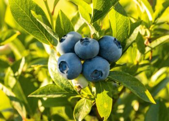 What Is The Primary Benefit Of Consuming Foods Rich In Flavonoids?