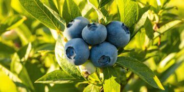 What Is The Primary Benefit Of Consuming Foods Rich In Flavonoids?