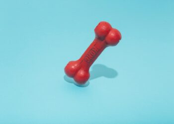 Which Of The Following Is NOT A Type Of Bone Cell?