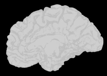 What Is The Primary Role Of The Hypothalamus In The Brain?