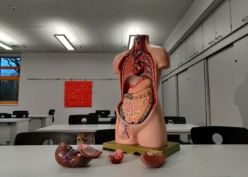 What Is The Main Function Of The Hormone Leptin?