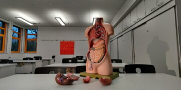 What Is The Main Function Of The Hormone Leptin?