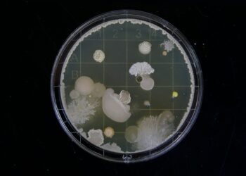What Is The Name Of The Process By Which Cells Self-Destruct?