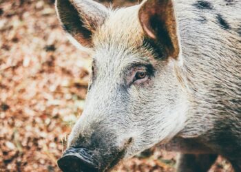 Major Brand’s Meats Under Investigation