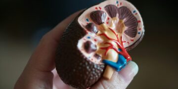 What Is The Primary Function Of The Kidneys In The Human Body?