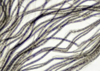 What Is The Primary Function Of The Vagus Nerve?