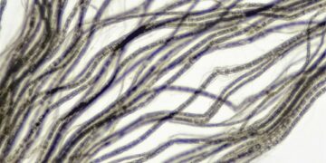 What Is The Primary Function Of The Vagus Nerve?