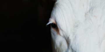 Bird Flu Mutates And Jumps To Cows In The U.S.