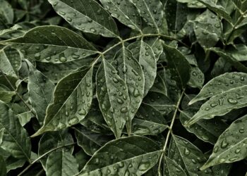 Which Plant Compound Mimics Calorie Restriction And Promotes Longevity?