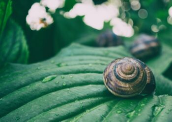 Deadly Animal Revolutionizes Diabetes Care