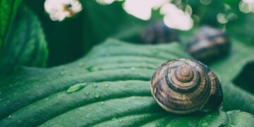 Deadly Animal Revolutionizes Diabetes Care