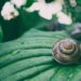 Deadly Animal Revolutionizes Diabetes Care