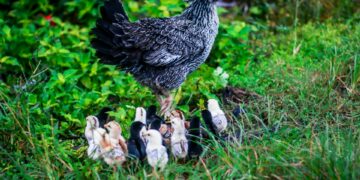 USDA’s New Rules Promise Safer Chicken