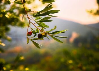 Low Extra Virgin Olive Oil Diets Gains Attention