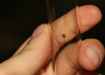 New Test Revolutionizes Lyme Disease Diagnosis Time