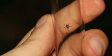 New Test Revolutionizes Lyme Disease Diagnosis Time