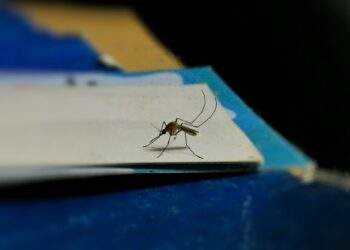 Best Ways To Stop Mosquitoes In Their Tracks