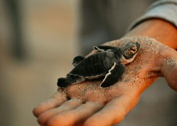 CDC Alerts Public To Salmonella Threat From Turtles