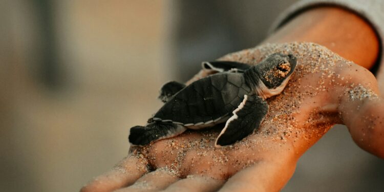 CDC Alerts Public To Salmonella Threat From Turtles