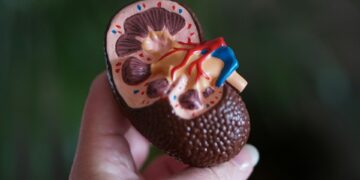 Kidney Donation Safety Surpasses All Expectations