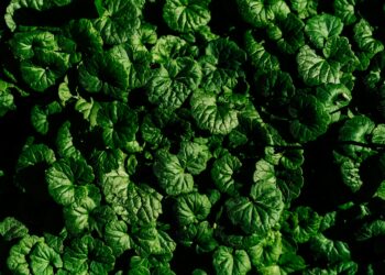 Which Amino Acid Is Essential And Must Be Obtained Through Diet?