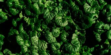 Which Amino Acid Is Essential And Must Be Obtained Through Diet?