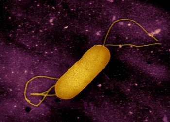 Listeria Outbreak Claims 6 More Lives