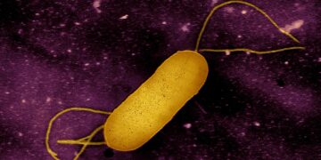 Listeria Outbreak Claims 6 More Lives