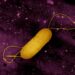 Listeria Outbreak Claims 6 More Lives