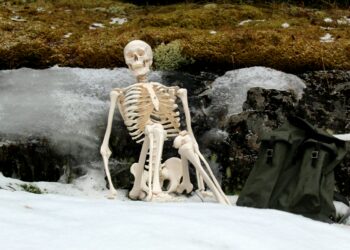 How Many Bones Are In The Adult Human Body?