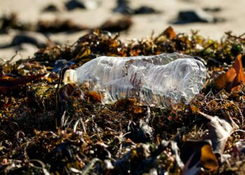 Alarming Study Finds Microplastics Could Be Reaching Brain