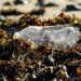 Alarming Study Finds Microplastics Could Be Reaching Brain
