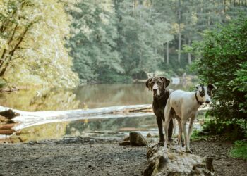 Healthcare Heroes Get Help From Unexpected Source