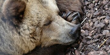 Which Sleep Stage Is Essential For Muscle Repair And Memory Consolidation?