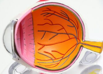 Which Part Of The Eye Controls Light Entry?