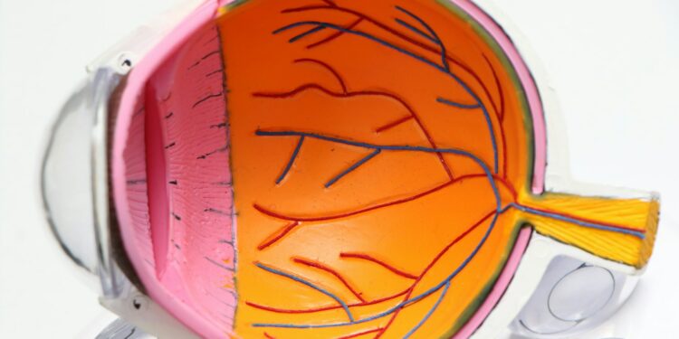 Which Part Of The Eye Controls Light Entry?