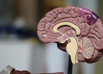 Which Fat Is Essential For Brain Function And Forms Much Of Its Structure?