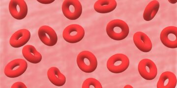 What Is The Average Lifespan Of A Human Red Blood Cell?
