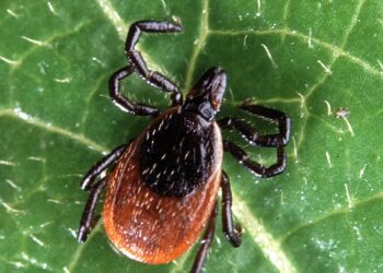 Tick-Borne Disease On The Rise