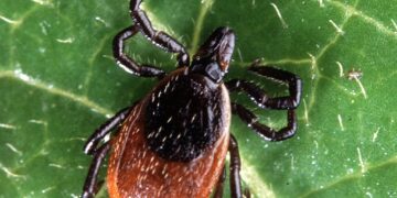 Tick-Borne Disease On The Rise