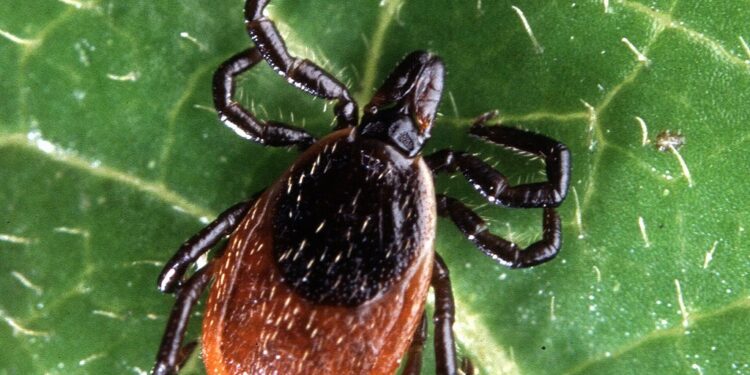 Tick-Borne Disease On The Rise