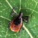 Tick-Borne Disease On The Rise